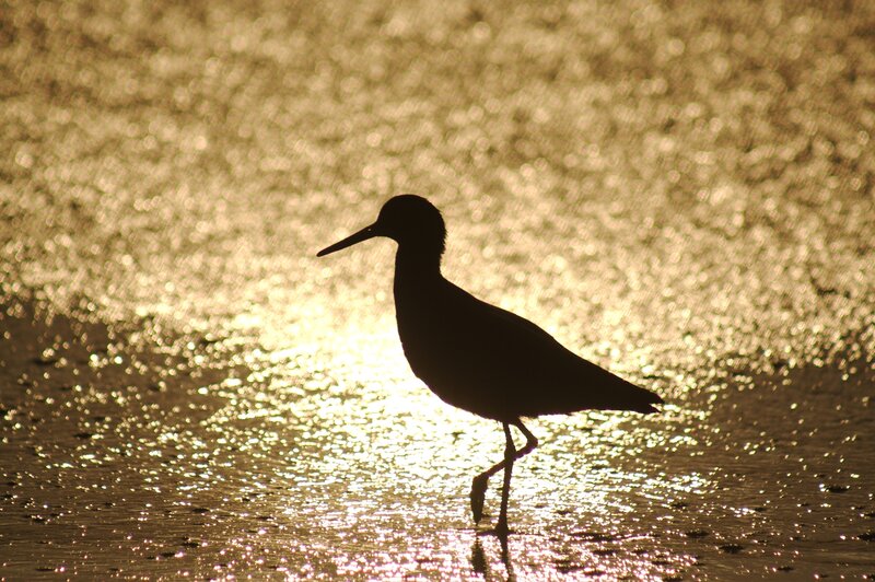 silhouette of bird at sunset