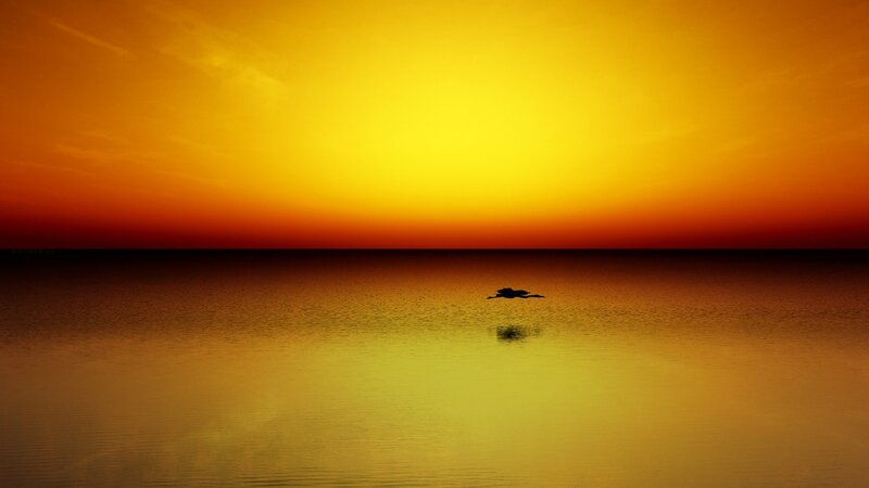 Silhouette of bird at sunset