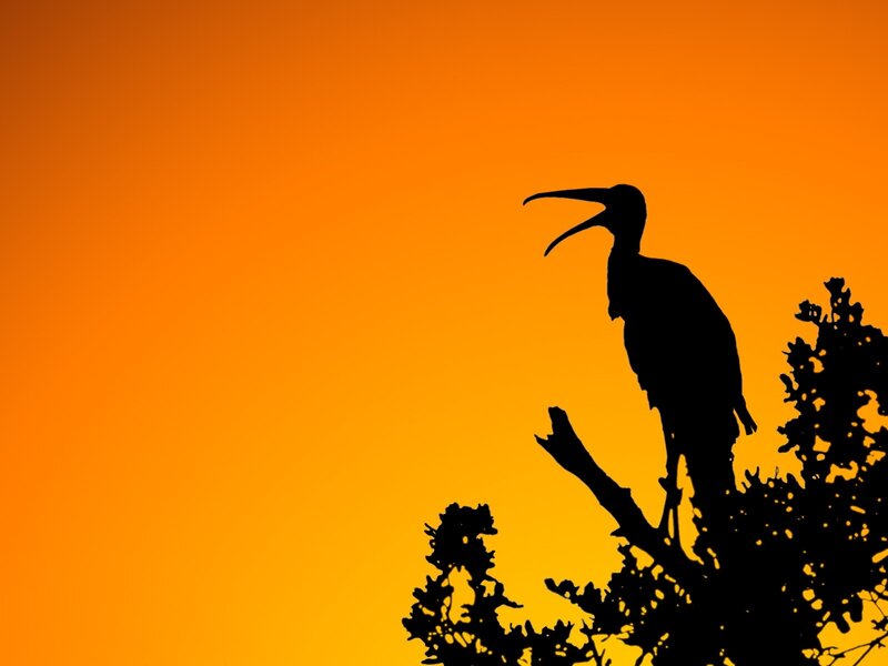 silhouette of bird at sunset