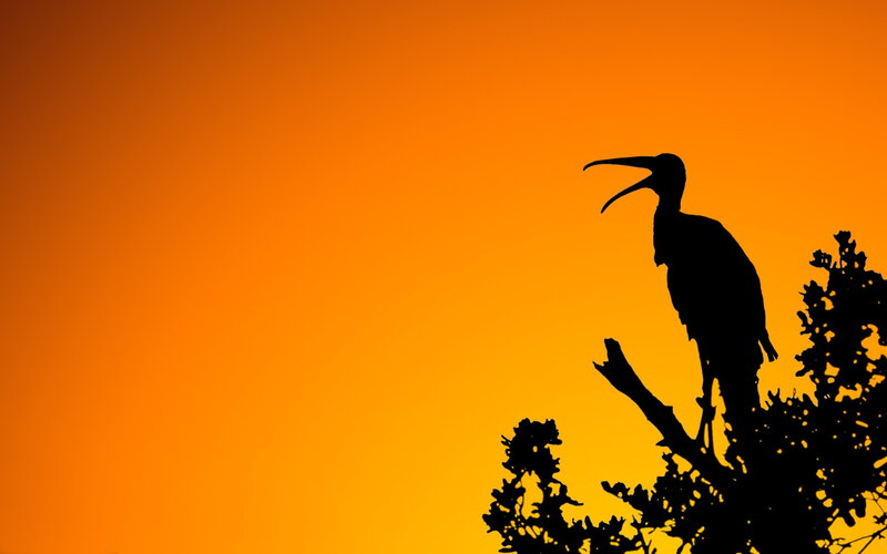 silhouette of bird at sunset