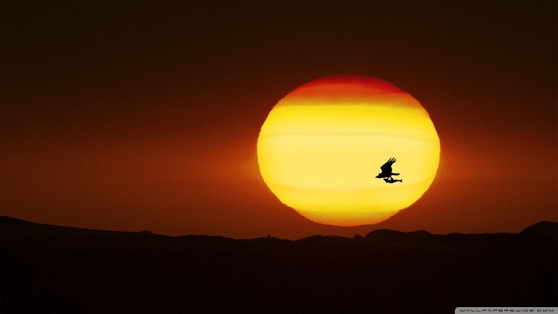 Silhouette of Bird Carrying Fish