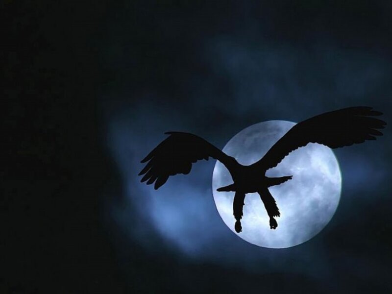 Silhouette of bird flying