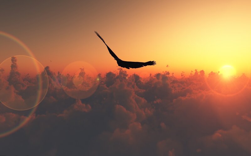 Silhouette of bird flying at sunset