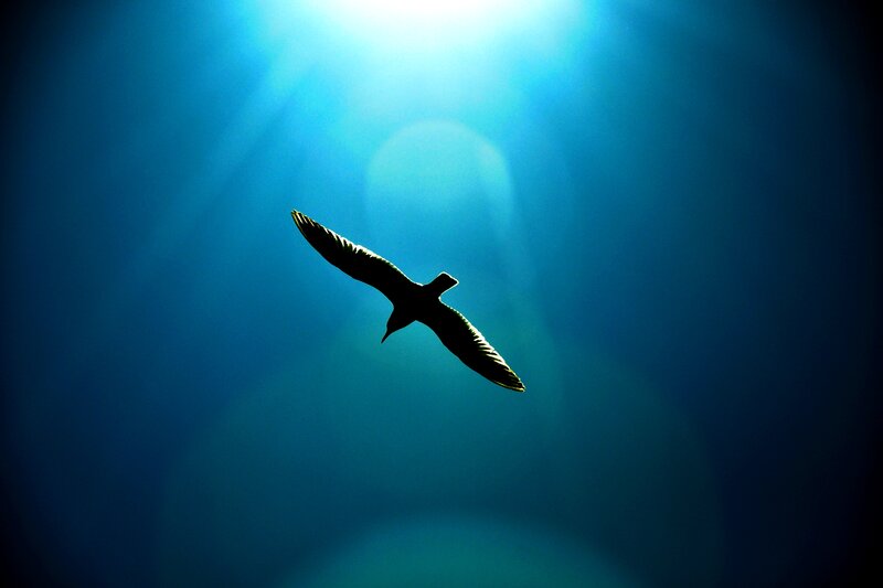 Silhouette of Bird Flying — Blue, Dramatic
