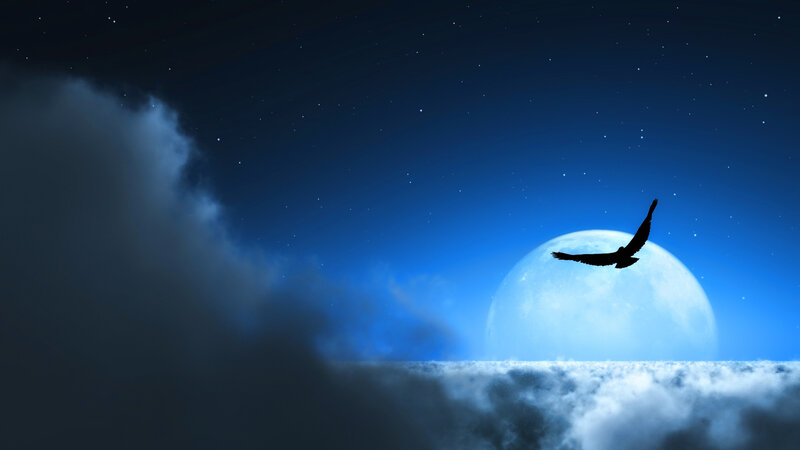 Silhouette of Bird Flying — Blue, Serene, Night, Digital Art, Moon