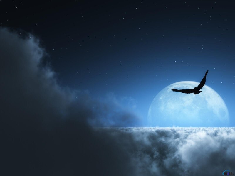 Silhouette of Bird Flying — Blue, Serene, Night, Digital Art
