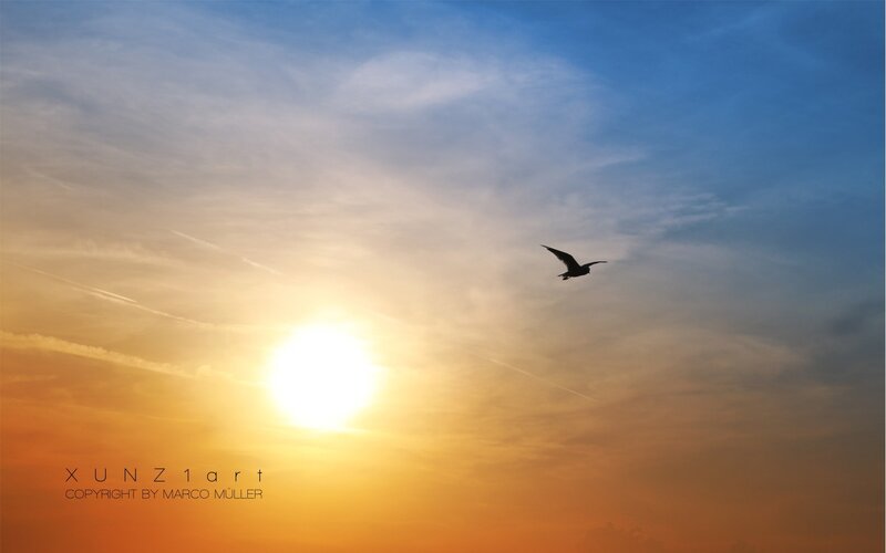 Silhouette of Bird Flying — Blue, Serene, Sunset, Photograph