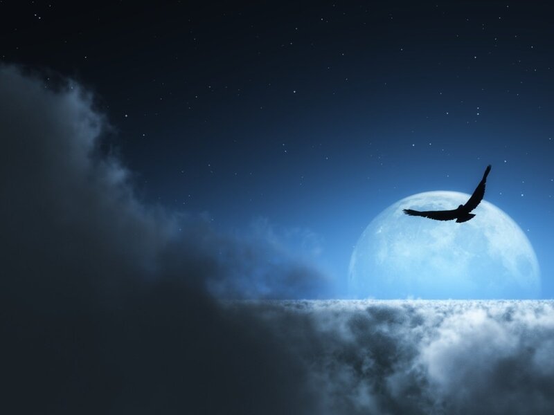 Silhouette of Bird Flying — Blue