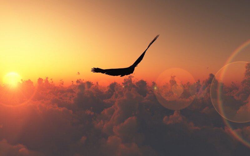 Silhouette of Bird Flying — Orange, Dramatic, Sunset, Digital Art, Sun, Clouds