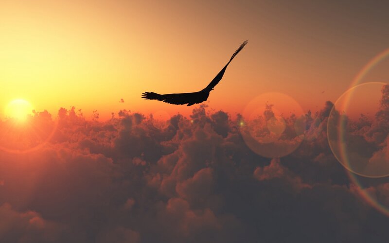 Silhouette of Bird Flying — Orange, Dramatic, Sunset, Digital Art