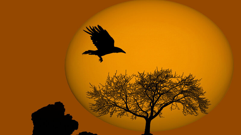 Silhouette of Bird Flying — Orange, Dramatic, Sunset, Digital Art, Tree