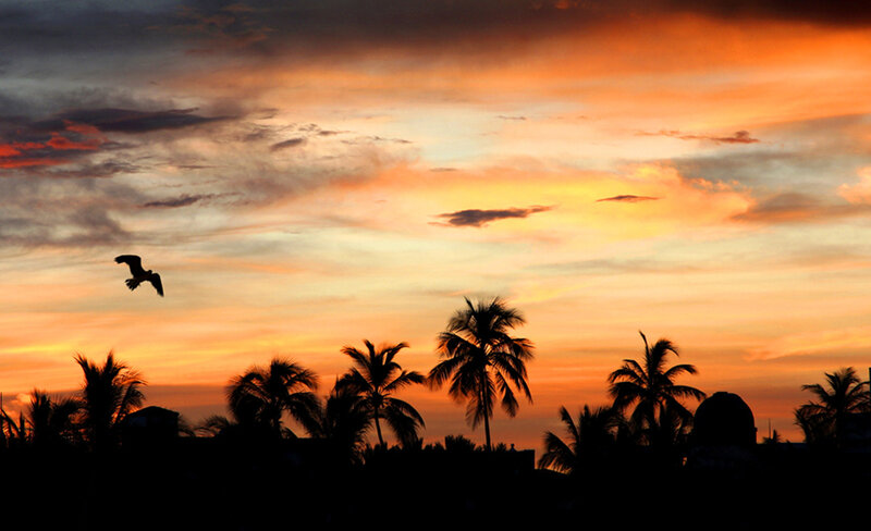 Silhouette of Bird Flying — Orange, Dramatic, Sunset, Photograph, Palm Trees