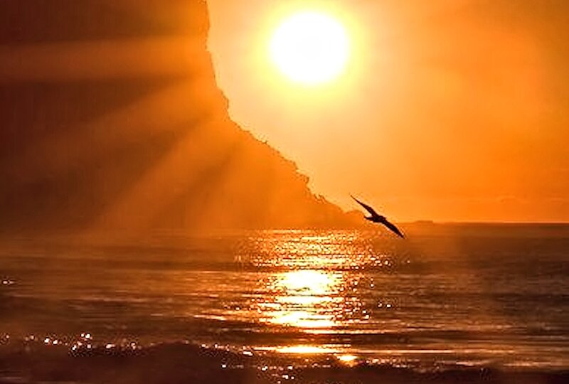 Silhouette of Bird Flying — Orange, Dramatic, Sunset, Photograph, Sun, Ocean