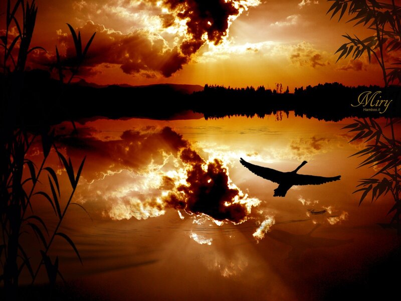 Silhouette of Bird Flying — Orange, Dramatic, Sunset, Photograph, Water