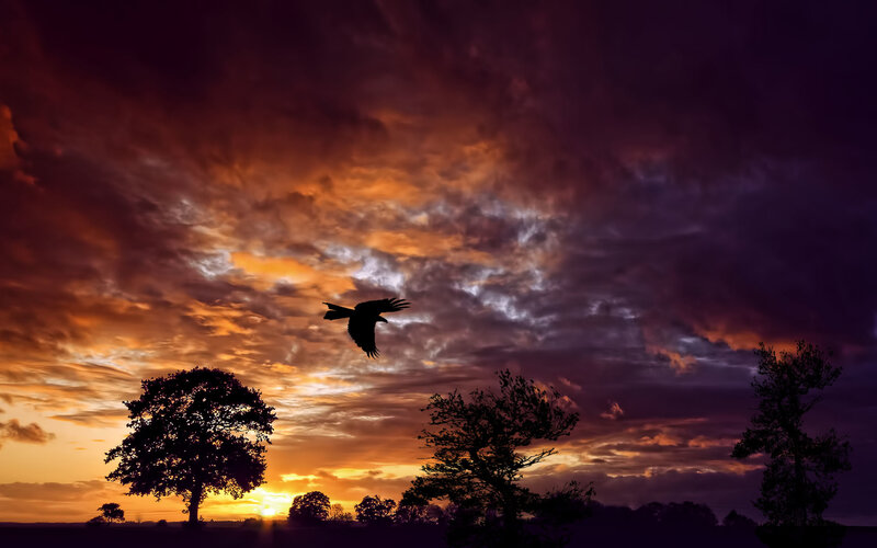 Silhouette of Bird Flying — Orange, Dramatic