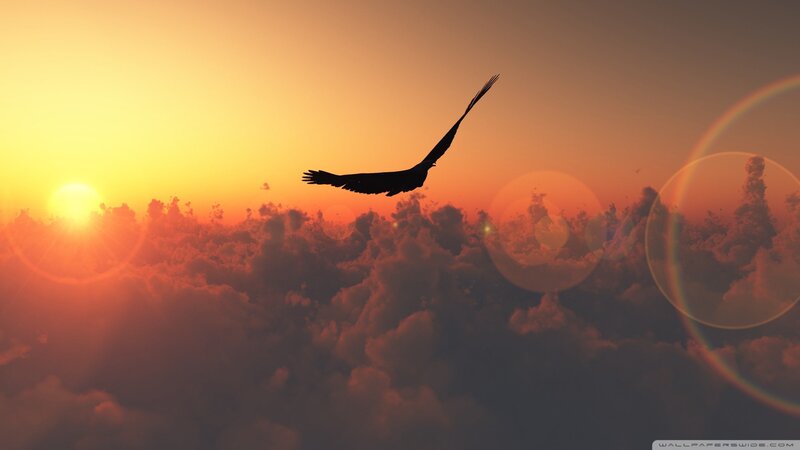 Silhouette of Bird Flying — Orange, Serene, Sunset, Digital Art, Sun