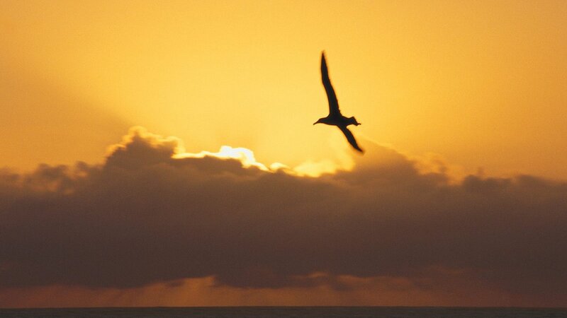Silhouette of Bird Flying — Orange, Serene, Sunset, Photograph, Clouds