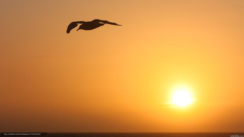 Silhouette of Bird Flying — Orange, Serene, Sunset, Photograph, Sun, Sky