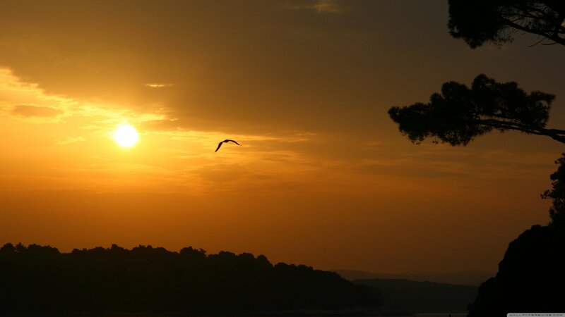 Silhouette of Bird Flying — Orange, Serene, Sunset, Photograph, Sun, Tree