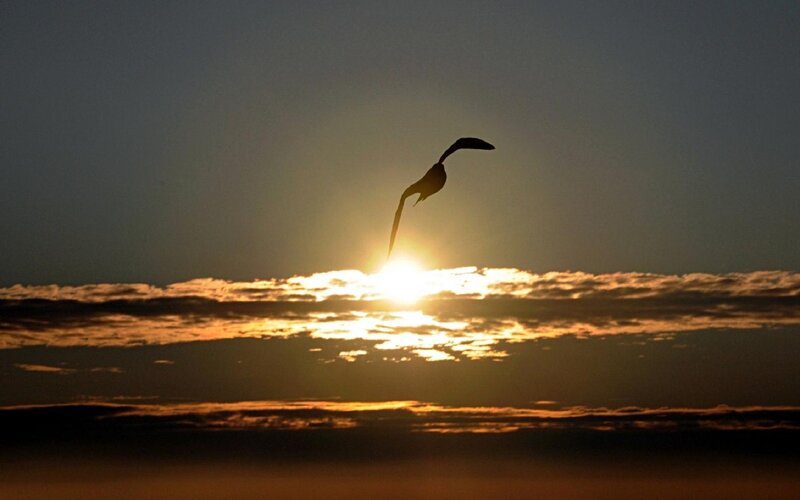 Silhouette of Bird Flying — Orange, Serene, Sunset, Photograph