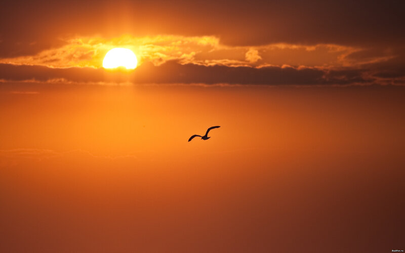 Silhouette of Bird Flying — Orange, Serene