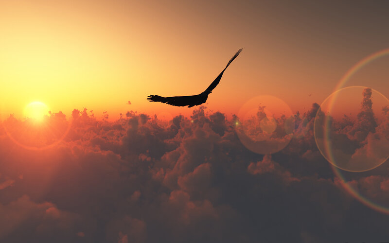 Silhouette of Bird Flying — Orange