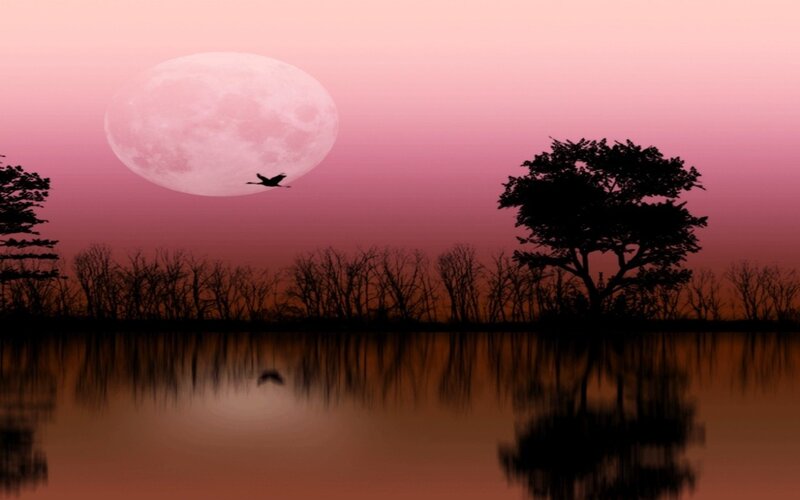 Silhouette of Bird Flying — Pink