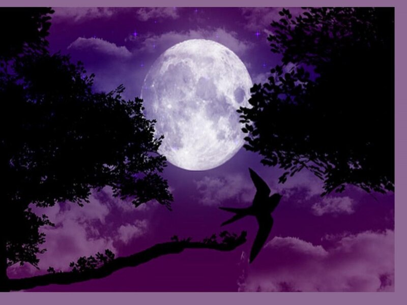Silhouette of Bird Flying — Purple, Dramatic, Night