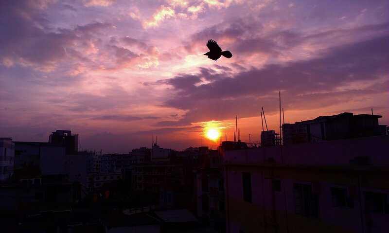 Silhouette of Bird Flying — Purple, Dramatic, Sunset