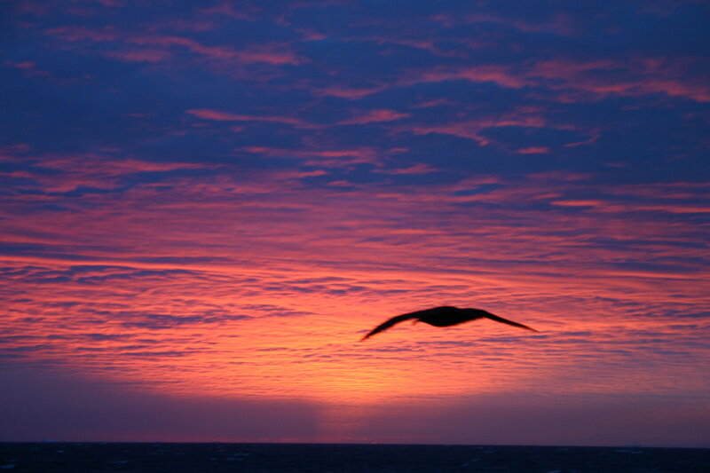 Silhouette of Bird Flying — Purple