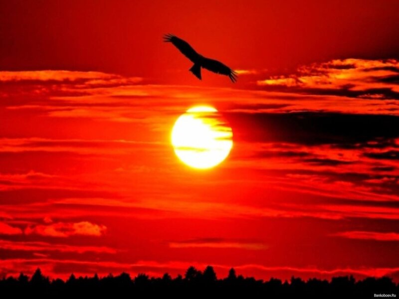 Silhouette of Bird Flying — Red, Dramatic, Sunset, Photograph