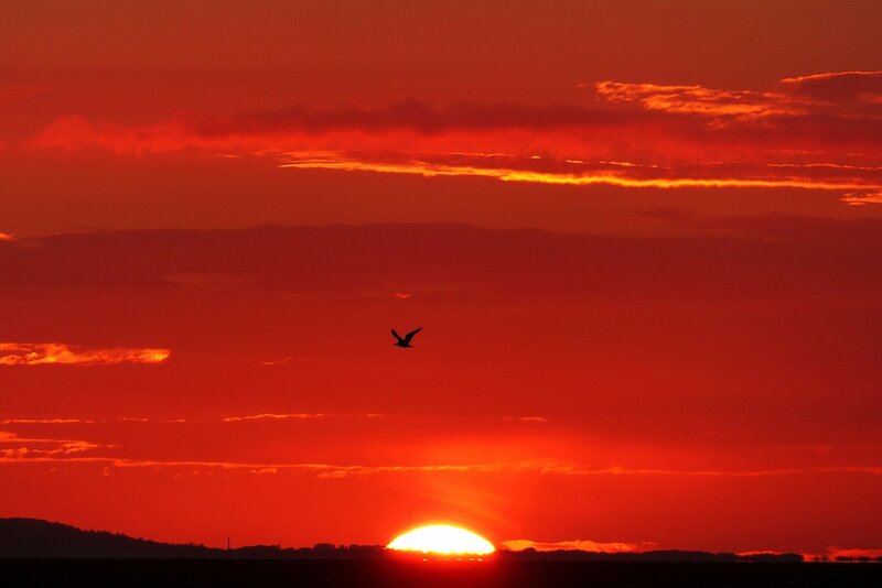 Silhouette of Bird Flying — Red