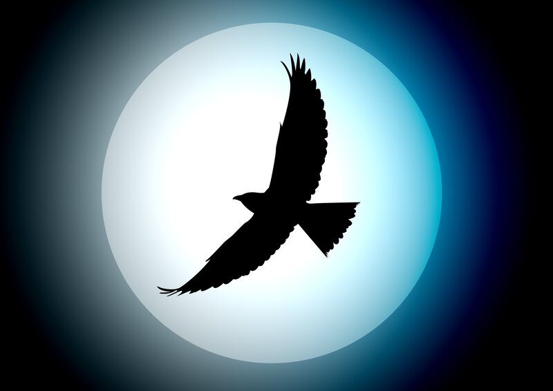 silhouette of bird flying