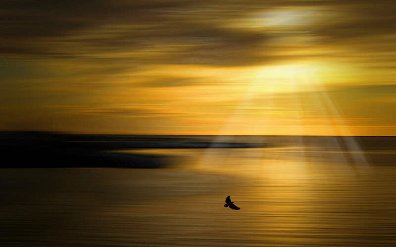 Silhouette of Bird Flying — Yellow, Dramatic, Sunset