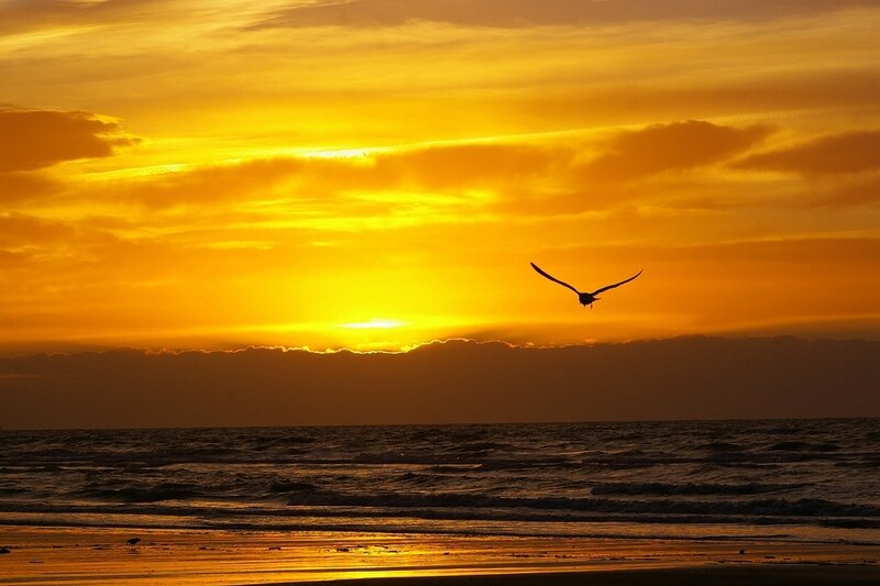 Silhouette of Bird Flying — Yellow, Dramatic