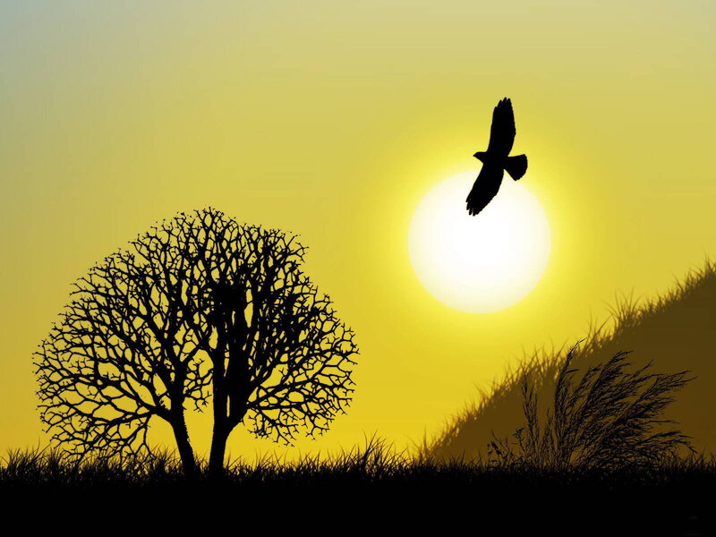 Silhouette of Bird Flying — Yellow, Serene, Sunset, Digital Art