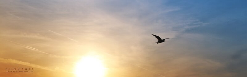 Silhouette of Bird Flying — Yellow, Serene, Sunset, Photograph