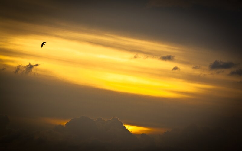 Silhouette of Bird Flying — Yellow