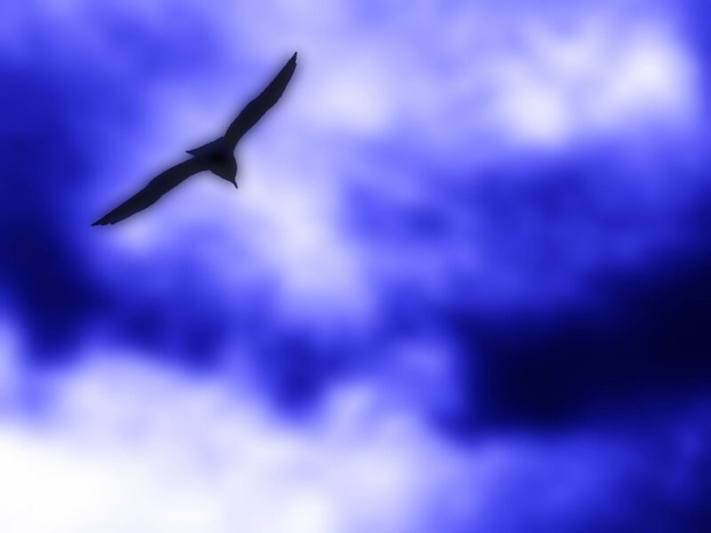 silhouette of bird in blue sky
