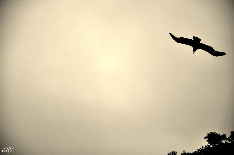 silhouette of bird in flight