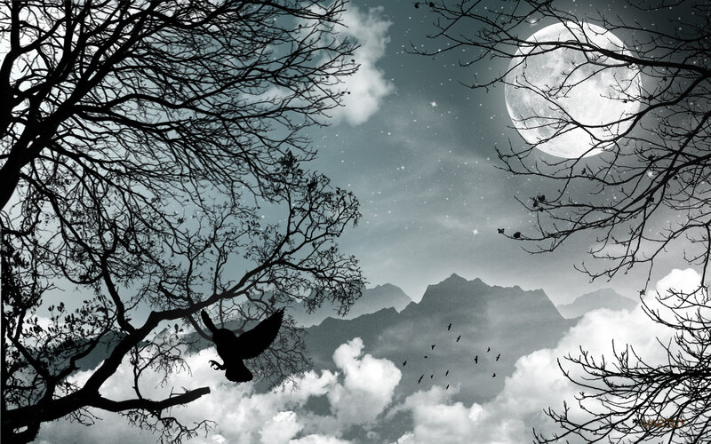 Silhouette of Bird in Flight — Black, Dramatic, Night