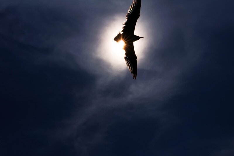 Silhouette of Bird in Flight — Black, Dramatic, Sunset