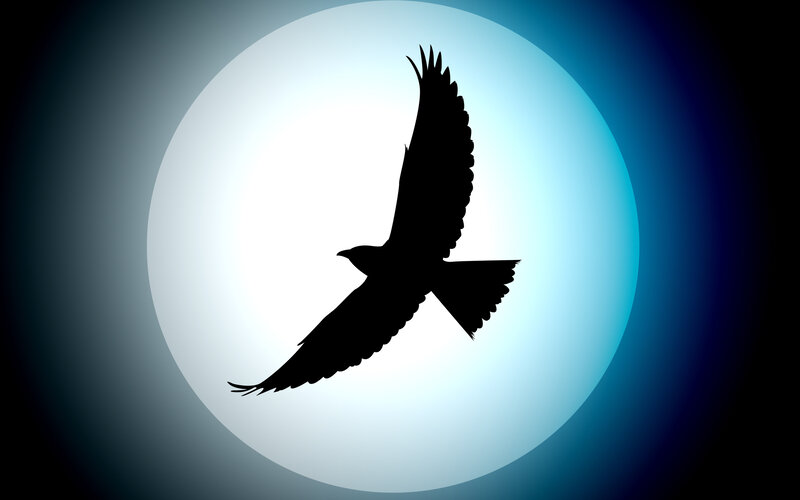 Silhouette of Bird in Flight — Black, Dramatic