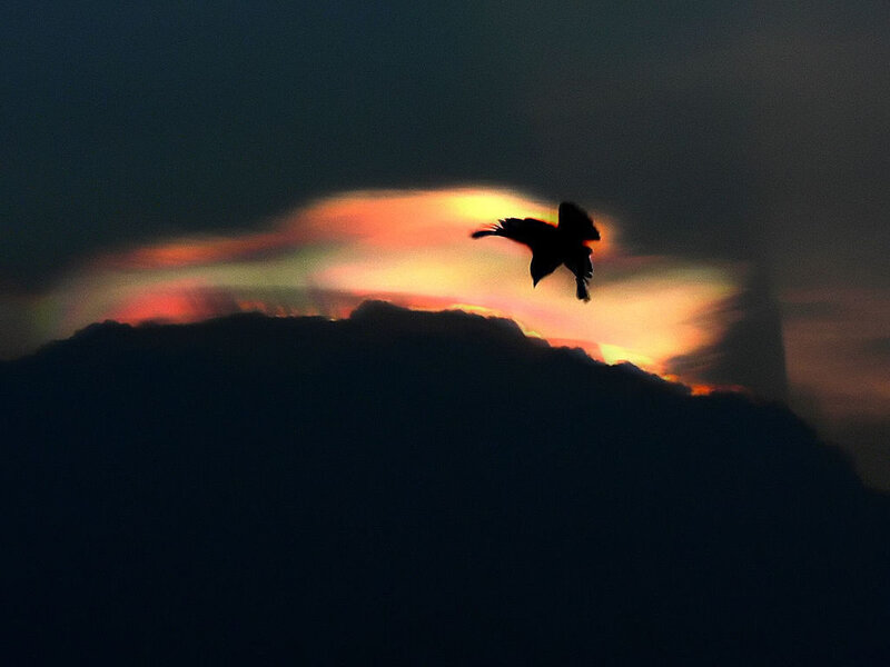 Silhouette of Bird in Flight — Black