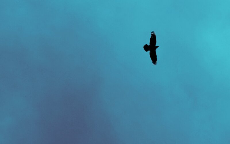 Silhouette of Bird in Flight — Blue, Serene, Photograph