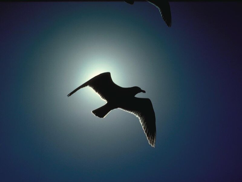 Silhouette of Bird in Flight — Blue