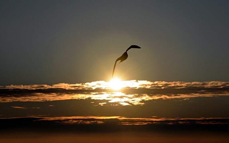 Silhouette of Bird in Flight — Orange, Dramatic, Sunset, Photograph, Sun