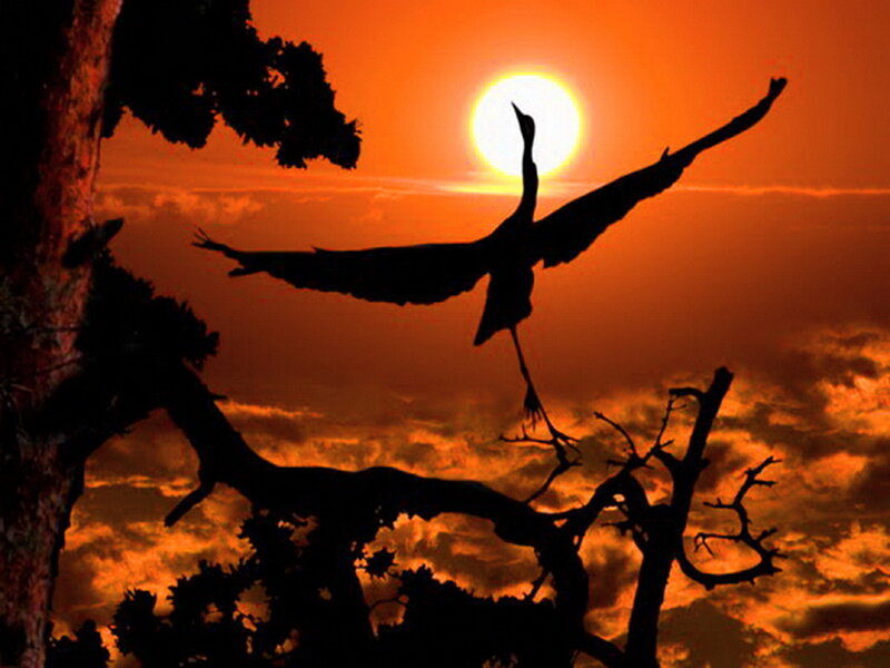 Silhouette of Bird in Flight — Orange, Dramatic, Sunset