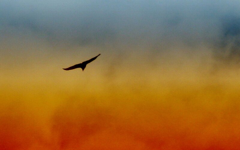 Silhouette of Bird in Flight — Orange, Dramatic