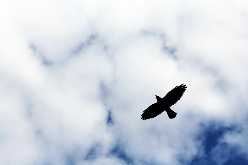silhouette of bird in flight